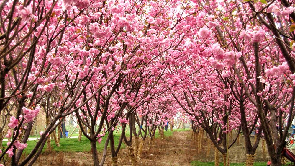 天適櫻花悠樂園
