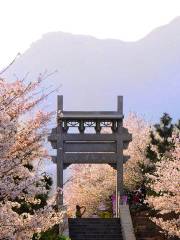 Sakura Mountain Scenic Spot