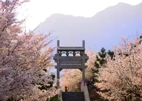 Sakura Mountain Scenic Spot