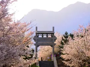 櫻花山風景區