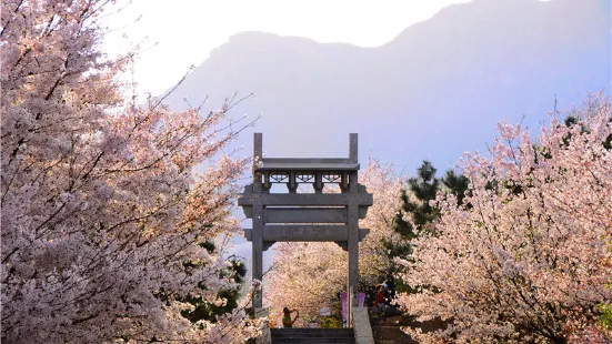 櫻花山風景區