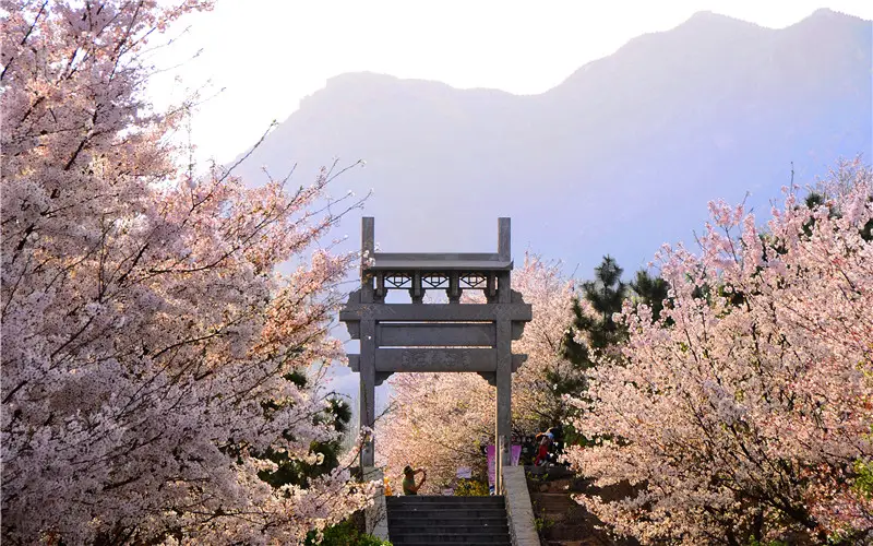 Sakura Mountain Scenic Spot