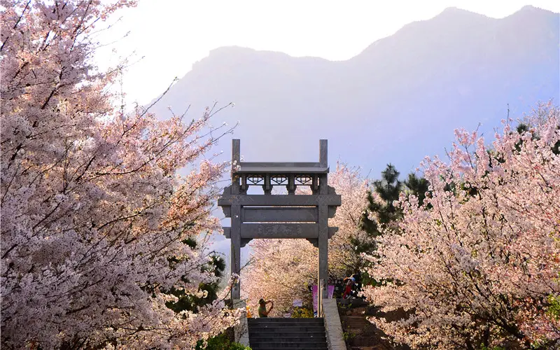 櫻花山風景區