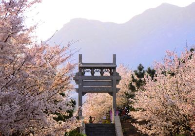 櫻花山風景區