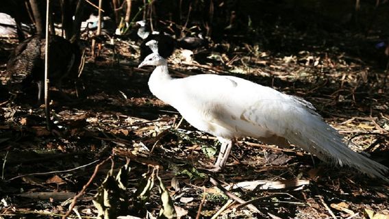 Peacock Feeding in Mangshi