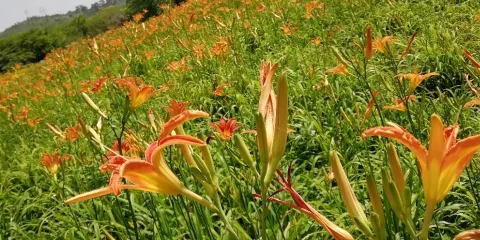梯青塔濕地公園
