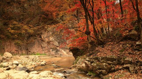 Yulongxi Primeval Forest Park