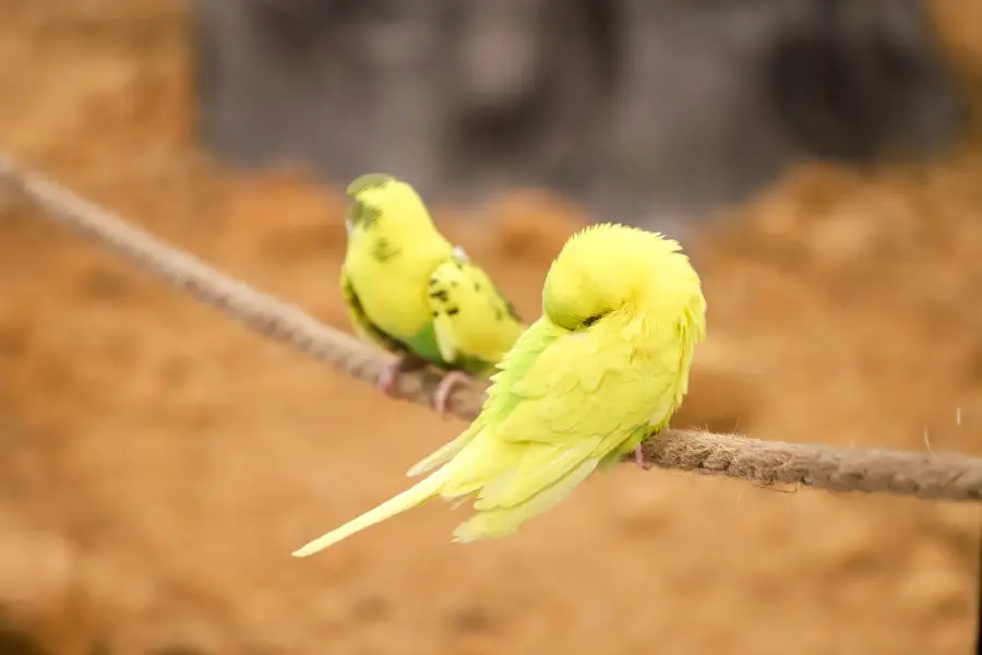 嗒咪動物奇幻樂園（5050店）