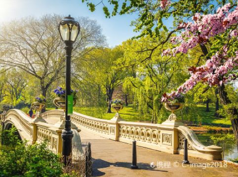 New York in bloom: March–April cherry and tulip travel guides