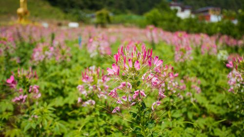 Flower Sea