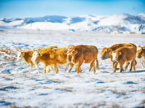 Saihanba National Forest Park