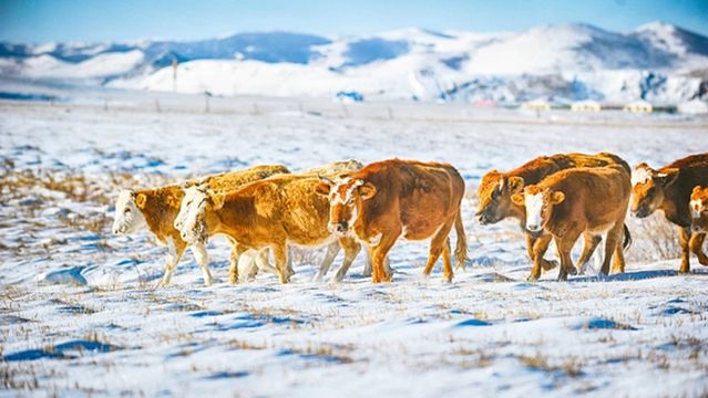 Saihanba National Forest Park