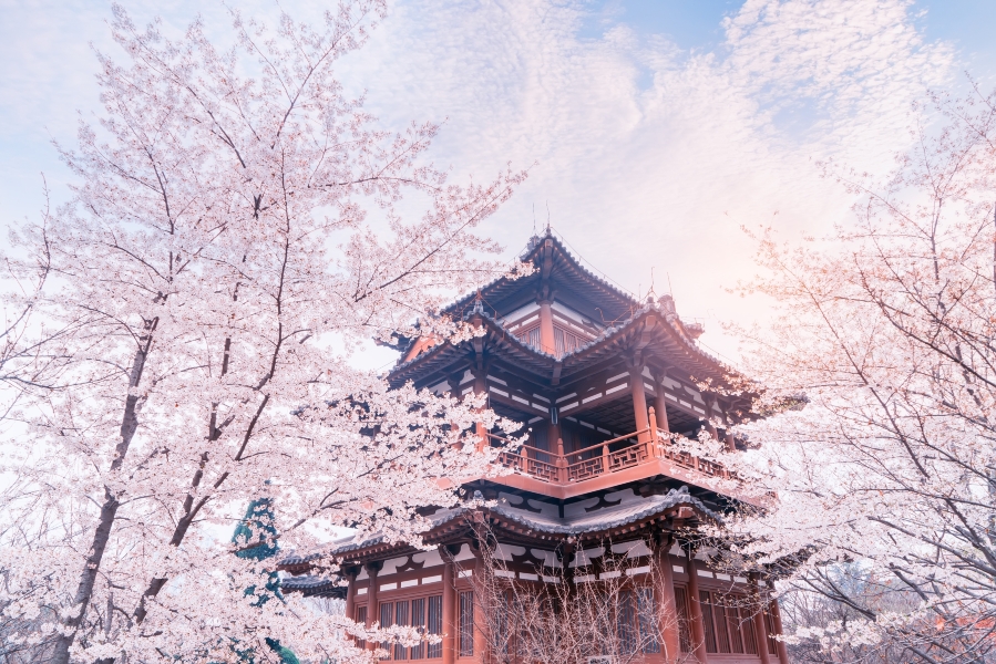 Top 50 Spring Outings in Xi'an