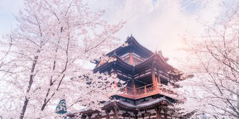 【門票隨時約】西安青龍寺賞櫻|觀景門票預約/預約結果以客戶服務支援通知為準