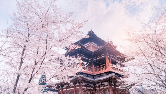 【門票隨時約】西安青龍寺賞櫻|觀景門票預約／預約結果以客戶服務支援通知為準