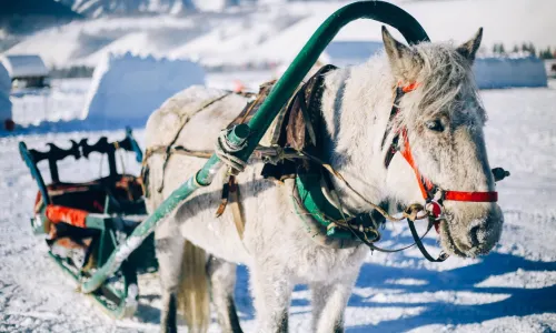 Snow Sledding in Burqin