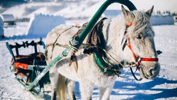 Snow Sledding in Burqin