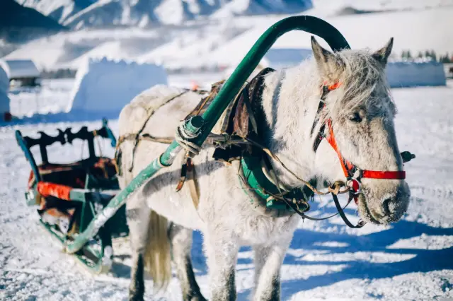 Snow Sledding in Burqin