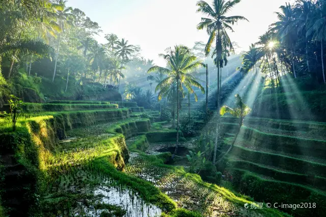 Terraced Fields Viewing in Bali