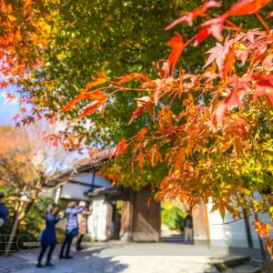 龍安寺