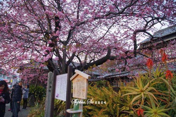 河津桜 (河津町)