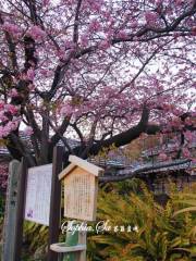 河津桜 (河津町)