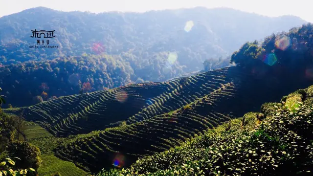 Hangzhou Tea Tasting