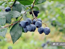 蓝裕有机蓝莓种植基地