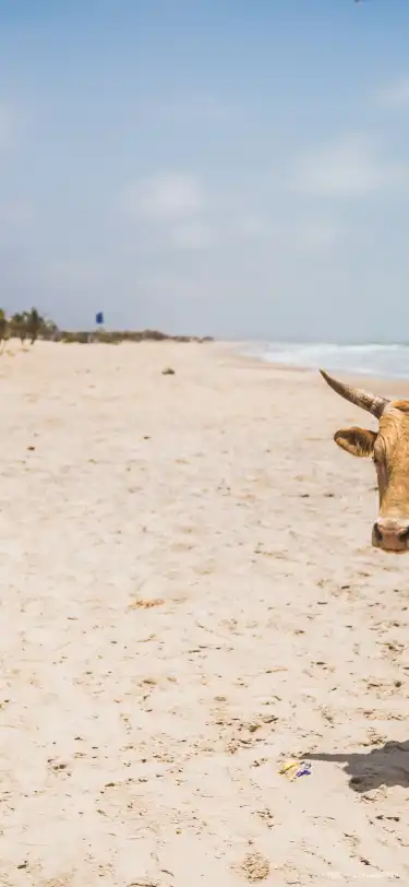 Hotels With Pools in Gambia