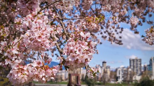 Queen Elizabeth Park