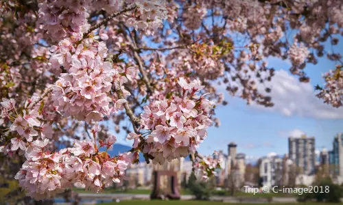 Queen Elizabeth Park