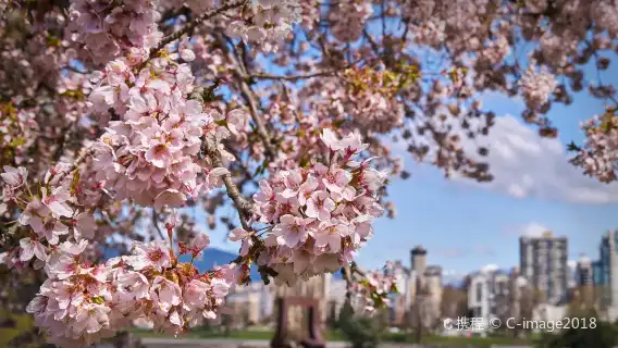溫哥華加拿大全日城市觀光之旅