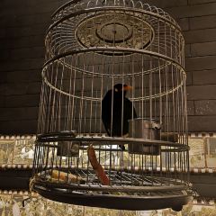 JU QI BEI JING User Photo