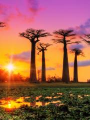 Baobab Avenue