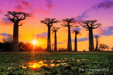 Allée des Baobabs
