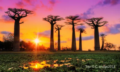 Strada dei Baobab