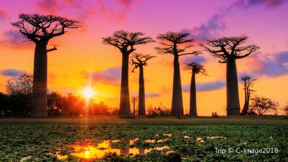 Avenue of the Baobabs