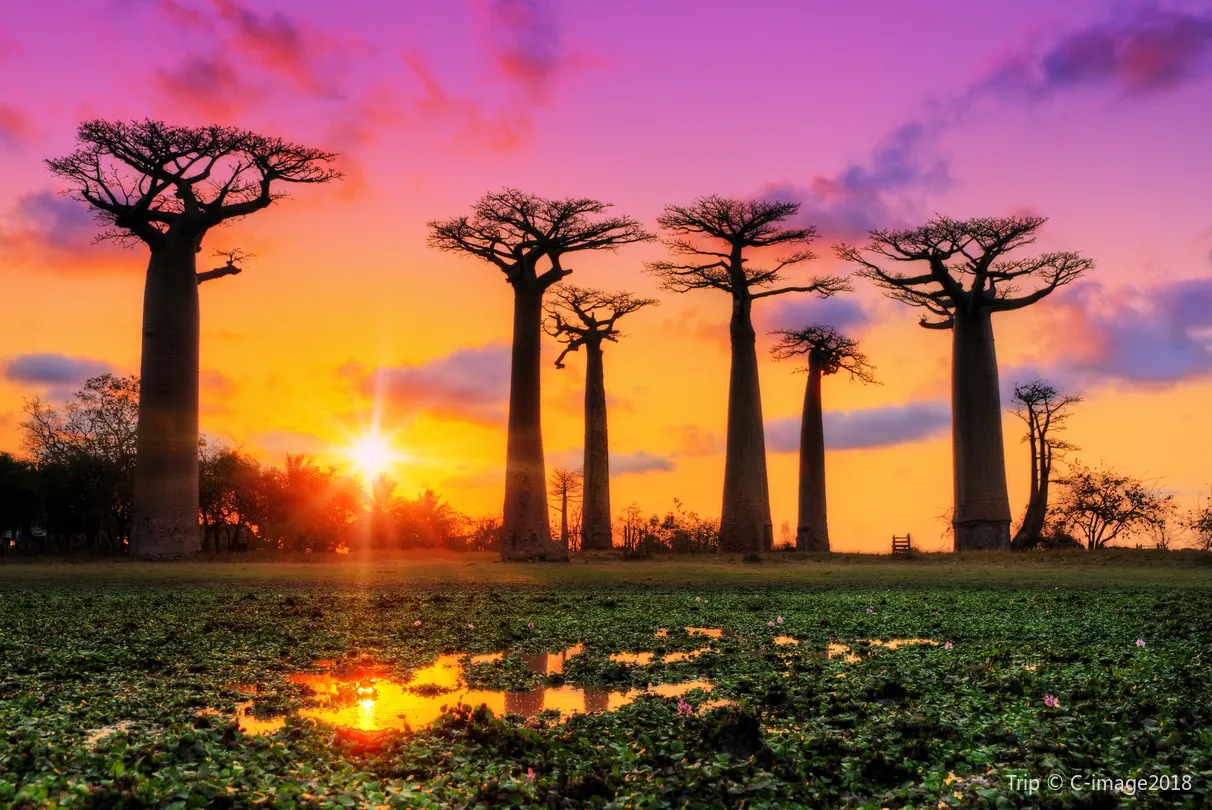 1_Avenue of the Baobabs