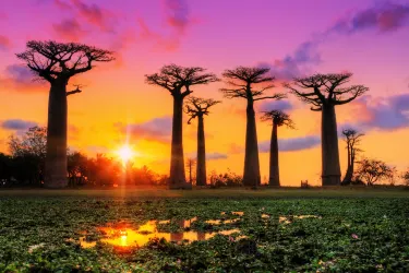 Avenue of the Baobabs