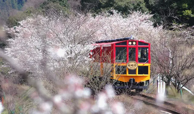 2_嵐山嵯峨野觀光小火車