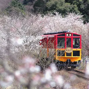 嵐山嵯峨野觀光小火車