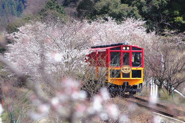 嵐山嵯峨野觀光小火車