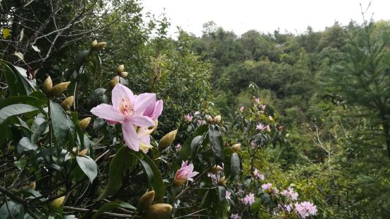 车八岭国家级自然保护区，里面鸟语花香，正值春光灿烂，花繁叶茂