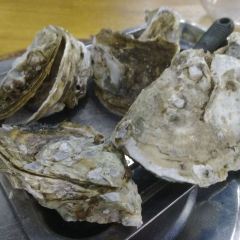 HDX-OYSTER User Photo