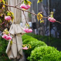 Cachet at Langham Xintiandi User Photo