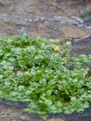 Cress Creek Nature Trail