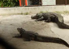 Wild Florida Airboats & Gator Park