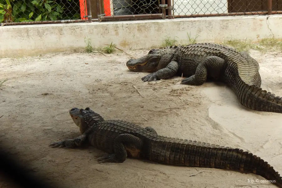 Wild Florida Airboats