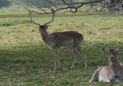 National Trust - Petworth House and Park