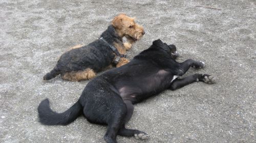 Best Friend Dog Park